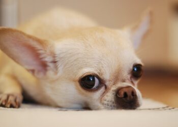 Chihuahua: pro e contro della razza più amata dagli appassionati di cani di piccola taglia