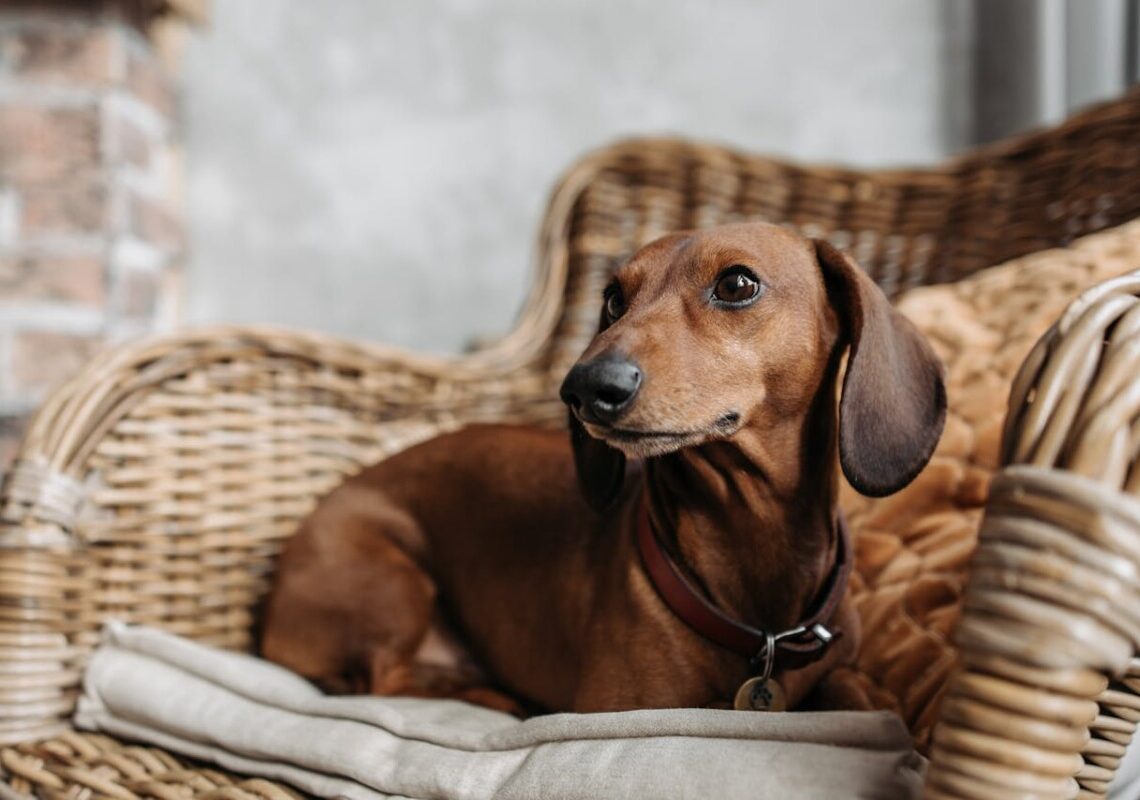 Le 10 razze di cani più difficili da addestrare: caratteristiche e consigli