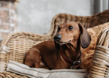 Le 10 razze di cani più difficili da addestrare: caratteristiche e consigli