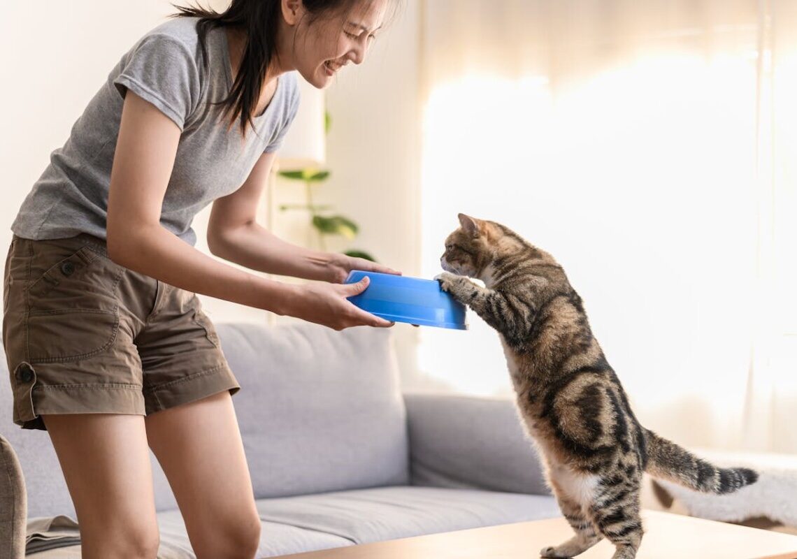 Dieta felina: sfatiamo il mito del pesce e scopriamo il vero cibo preferito dai gatti