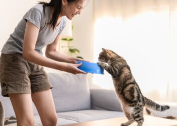 Dieta felina: sfatiamo il mito del pesce e scopriamo il vero cibo preferito dai gatti