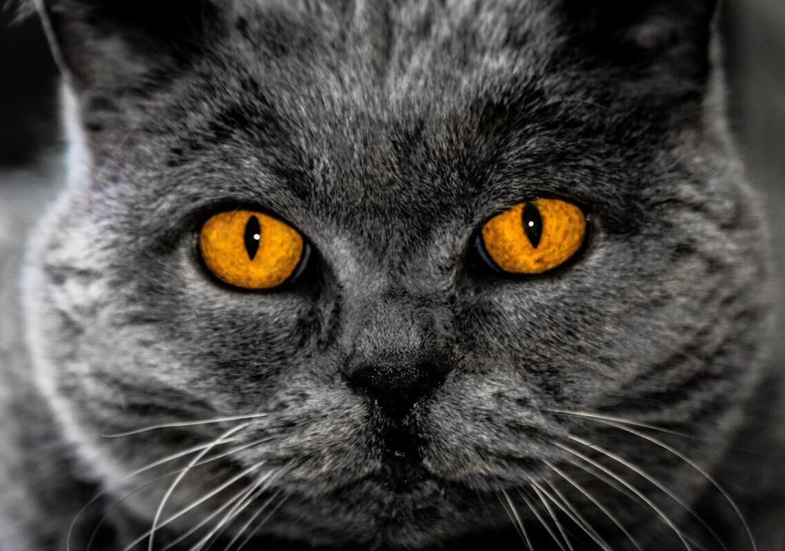 Perché il gatto ti fissa? Tutti i significati dietro lo sguardo insistente del tuo felino