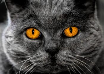 Perché il gatto ti fissa? Tutti i significati dietro lo sguardo insistente del tuo felino