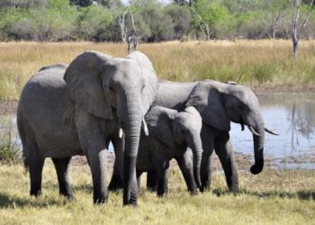 Il traffico illegale di animali selvatici: un crimine che minaccia biodiversità e salute pubblica