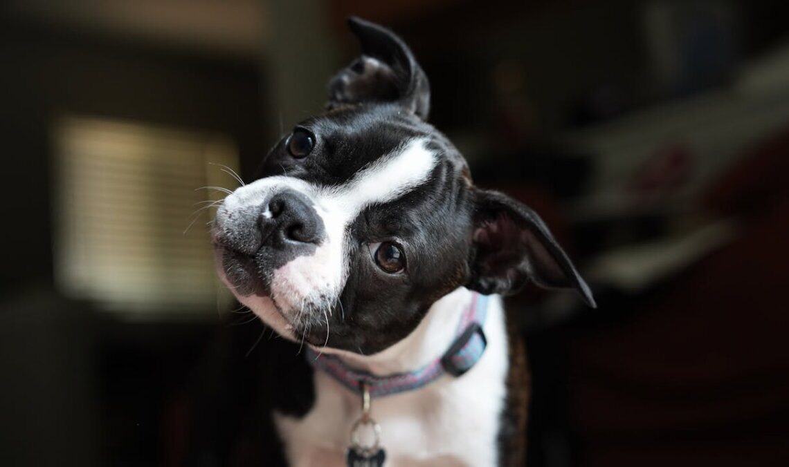 Perché i cani inclinano la testa? Il significato nascosto di un gesto adorabile