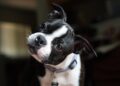 Perché i cani inclinano la testa? Il significato nascosto di un gesto adorabile