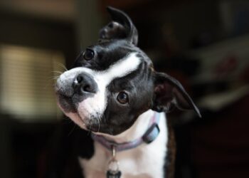 Perché i cani inclinano la testa? Il significato nascosto di un gesto adorabile