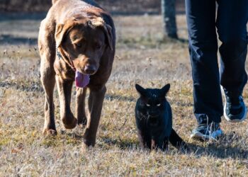 Cani e gatti possono convivere? Tutto quello che c’è da sapere per una convivenza serena