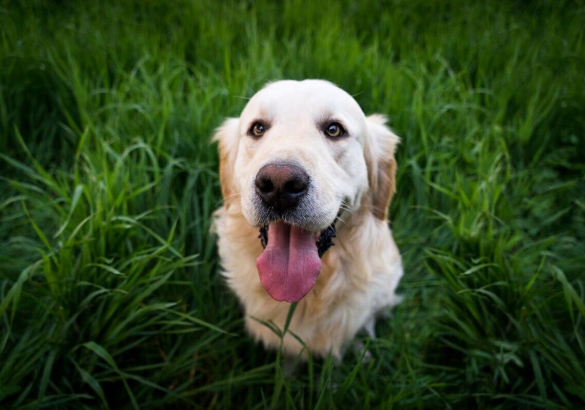 Il tuo cane mangia l’erba? Potrebbe essere un segnale che non dovresti ignorare