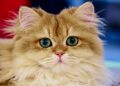 Le razze di gatti più affettuose: i felini che amano le coccole
