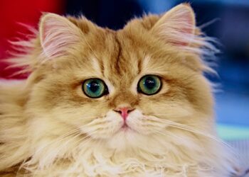 Le razze di gatti più affettuose: i felini che amano le coccole