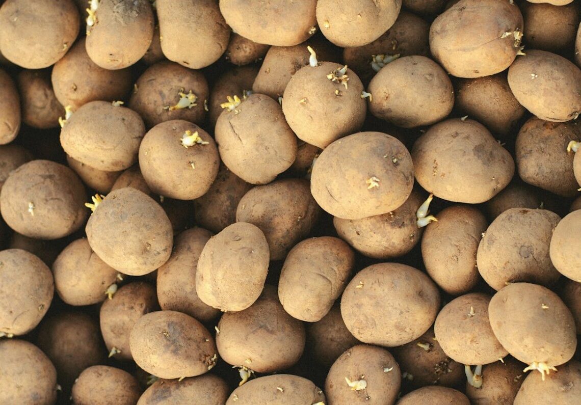 Patate germogliate: si possono mangiare o sono pericolose? Ecco cosa sapere