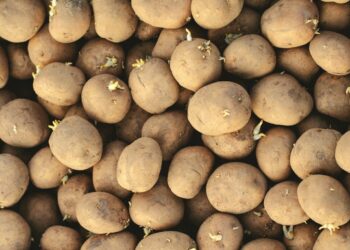 Patate germogliate: si possono mangiare o sono pericolose? Ecco cosa sapere