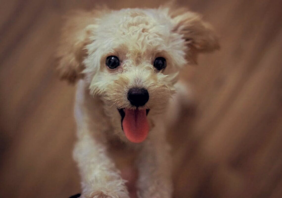 Perché i cani scodinzolano? Nuove teorie svelano i segreti nascosti dietro questo comportamento