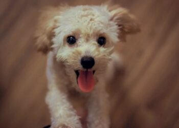 Perché i cani scodinzolano? Nuove teorie svelano i segreti nascosti dietro questo comportamento