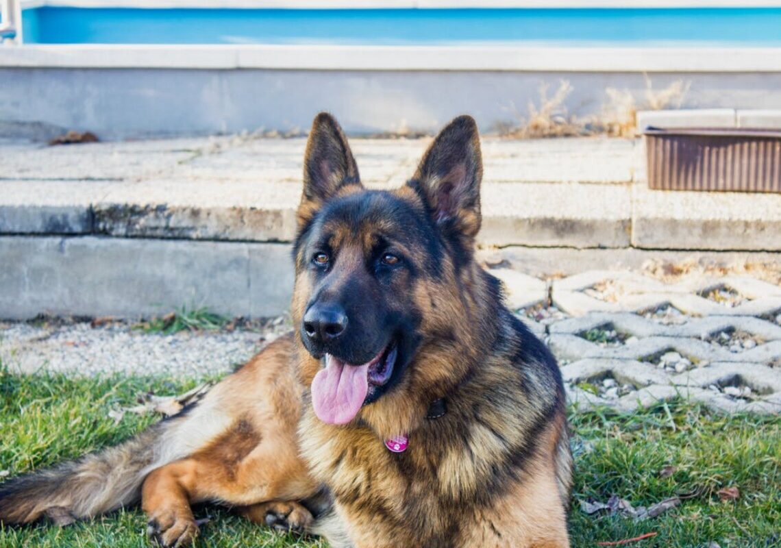 Addio a Rex: il celebre cane di Hudson & Rex scompare all’improvviso. Ecco cosa è successo davvero