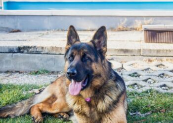 Addio a Rex: il celebre cane di Hudson & Rex scompare all’improvviso. Ecco cosa è successo davvero