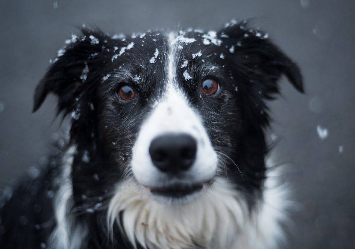 Troppo freddo per dormire fuori? Scopri se il tuo cane è tra quelli a rischio
