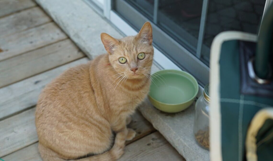Il tuo gatto mangia da una ciotola di ceramica? Dopo aver letto questo, la cambierai subito