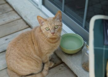Il tuo gatto mangia da una ciotola di ceramica? Dopo aver letto questo, la cambierai subito