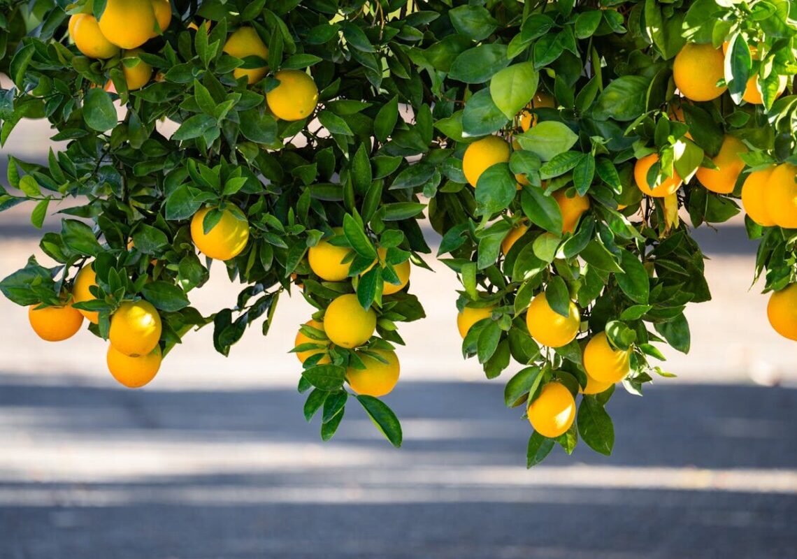 Scopri il metodo dei vivaisti per una potatura perfetta: limoni a grappoli garantiti