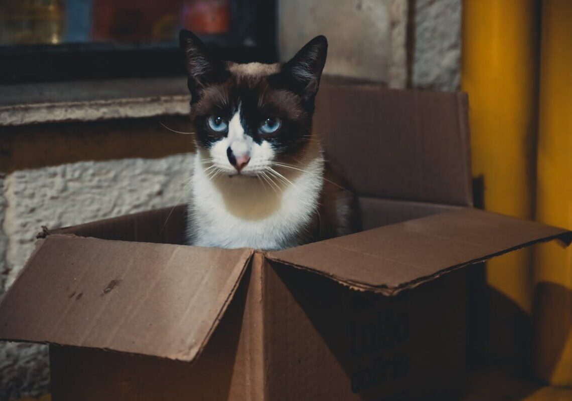 I gatti amano le scatole… Ma cosa succede con quelle invisibili? Da provare assolutamente