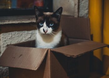 I gatti amano le scatole… Ma cosa succede con quelle invisibili? Da provare assolutamente