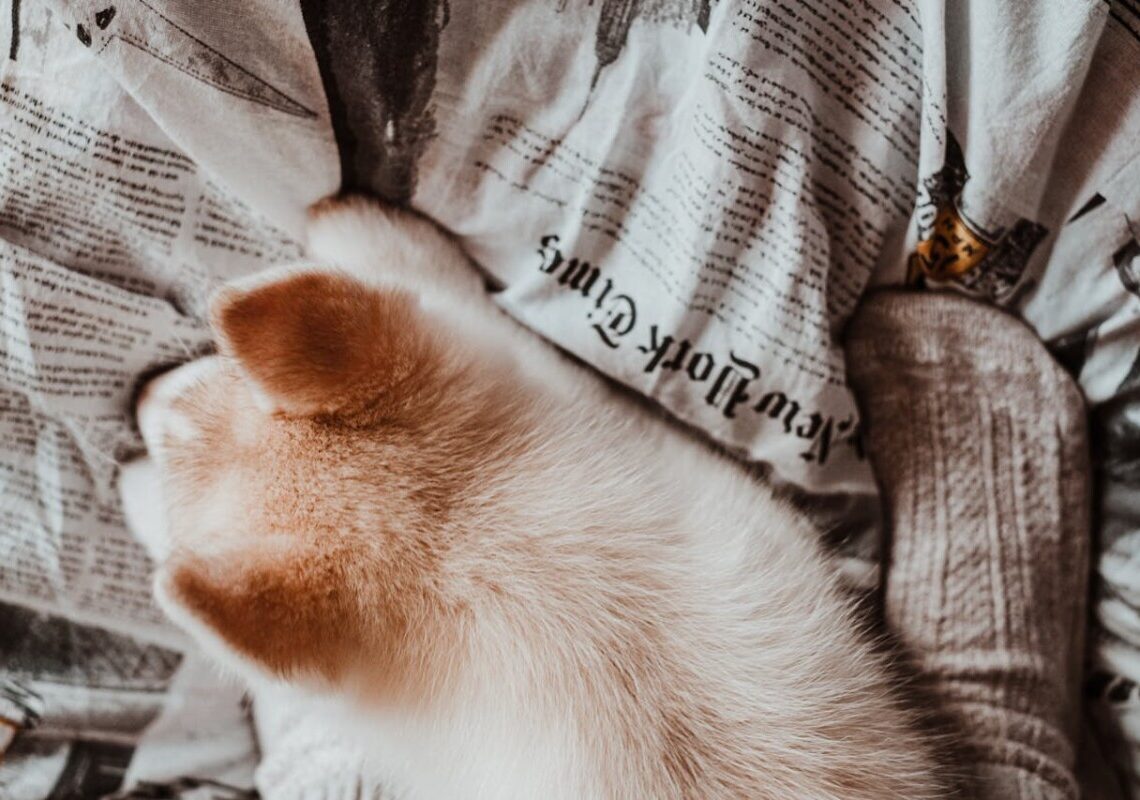 Perché i gatti dormono ai piedi del letto? Le ragioni di un comportamento affettuoso e strategico