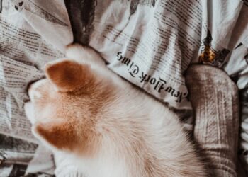 Perché i gatti dormono ai piedi del letto? Le ragioni di un comportamento affettuoso e strategico