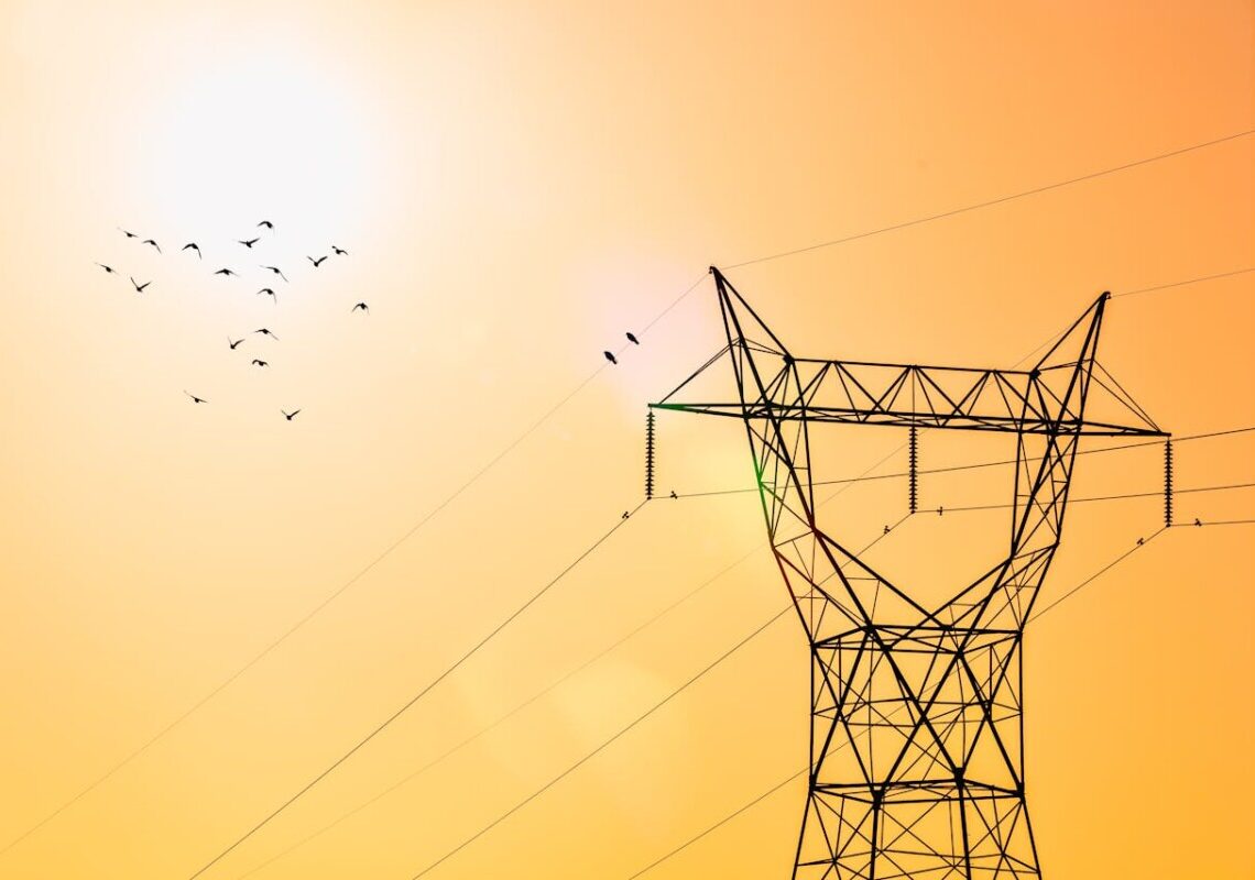 California, il mistero degli uccelli che esplodono in volo sconvolge gli esperti