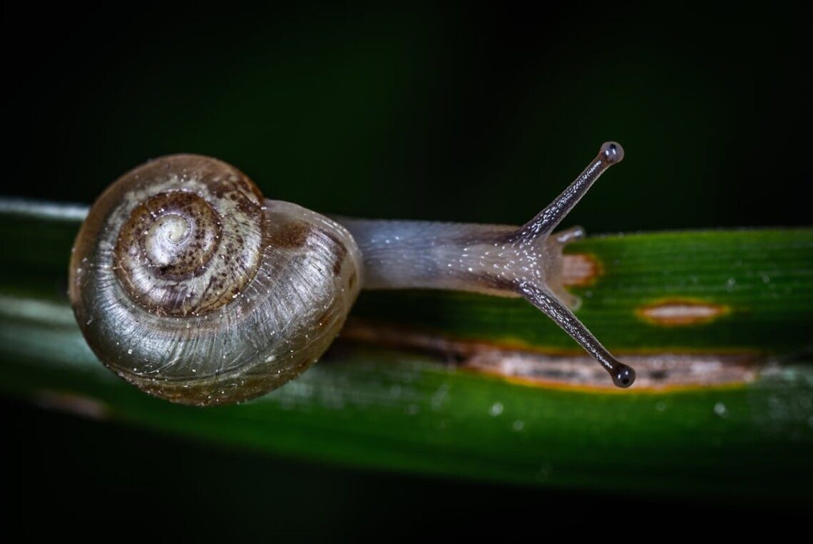 Allarme lumache killer: il parassita che uccide i cani e può colpire anche l’uomo