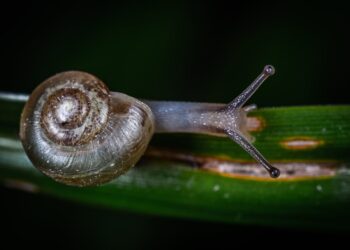 Allarme lumache killer: il parassita che uccide i cani e può colpire anche l’uomo
