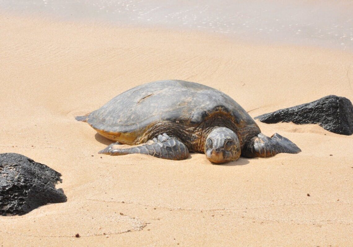 Tartaruga gigante esce dall’acqua e depone un nido spettacolare davanti a tutti