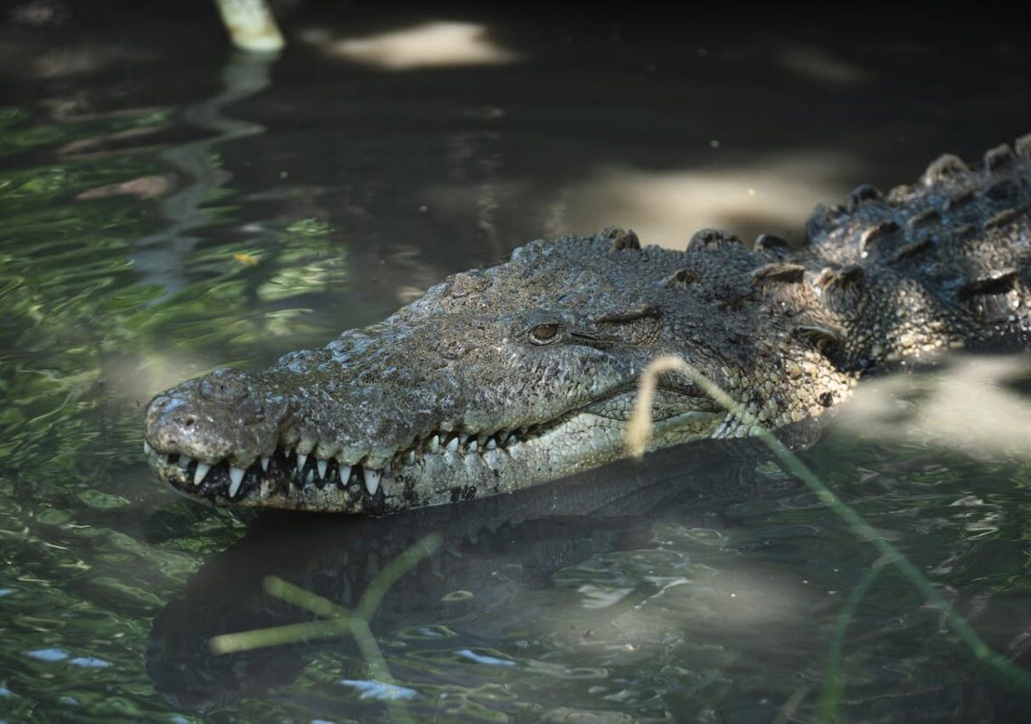 Ladispoli, niente coccodrillo nel fiume: era solo un giocattolo. Scatta la denuncia per procurato allarme