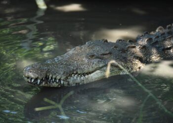 Ladispoli, niente coccodrillo nel fiume: era solo un giocattolo. Scatta la denuncia per procurato allarme