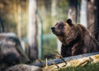 Si ferma a scattare foto a un orso: turista italiano ucciso e trascinato in un burrone
