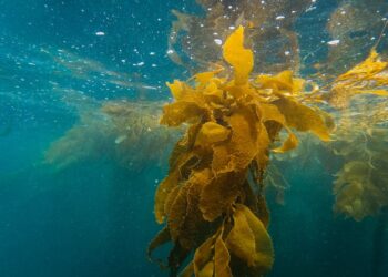 Allarme alga tossica in Italia: i litorali più colpiti da nord a sud e i rischi per la salute