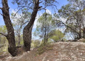 Ritrovato il piccolo Allen: salvo dopo due giorni di ricerche a Ventimiglia