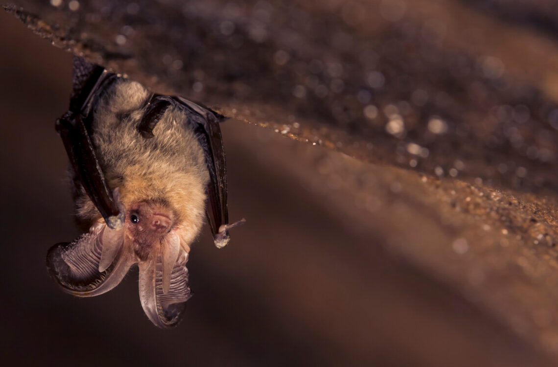 Vive con 300 pipistrelli in soffitta da 33 anni: la storia incredibile che arriva dal Veneto