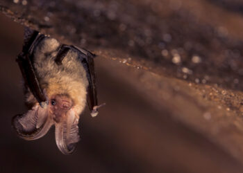 Vive con 300 pipistrelli in soffitta da 33 anni: la storia incredibile che arriva dal Veneto