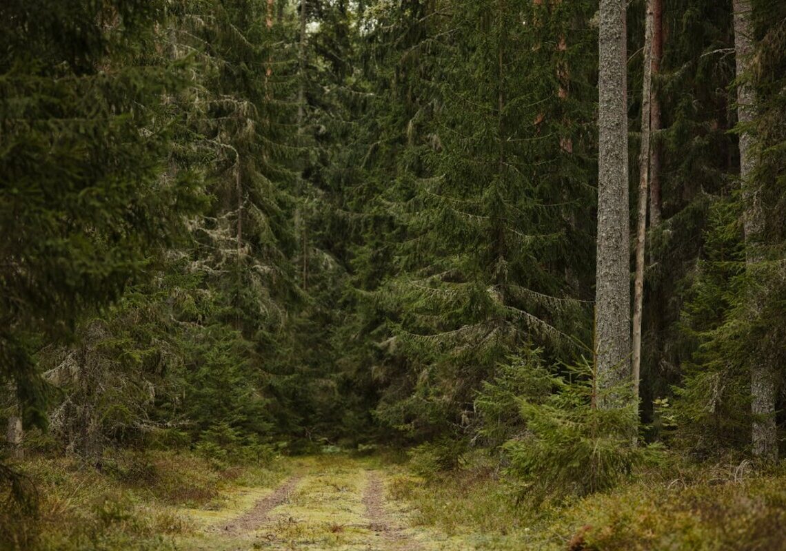 Cadavere nei boschi di Civate: mistero sull’identità, indagini in corso