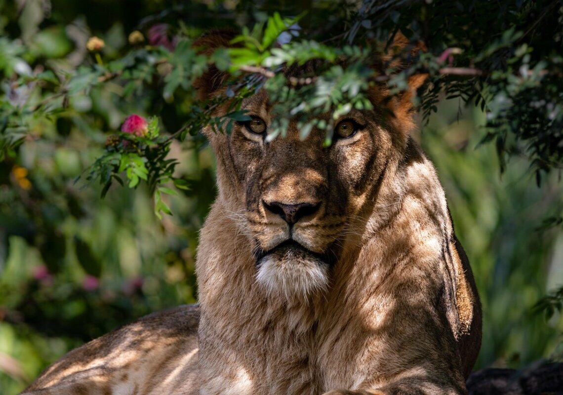 Shock allo zoo: giovane attaccato dalla leonessa sotto gli occhi di tutti