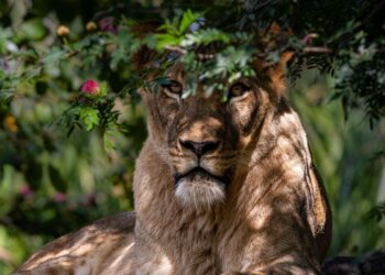 Shock allo zoo: giovane attaccato dalla leonessa sotto gli occhi di tutti