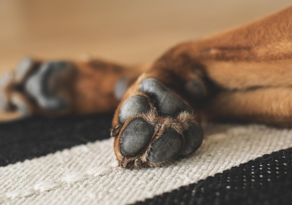 Muore in casa, il cane cerca di svegliarlo e si lascia morire con lui: la storia che commuove l’Italia