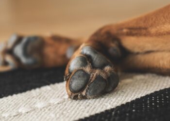 Muore in casa, il cane cerca di svegliarlo e si lascia morire con lui: la storia che commuove l’Italia