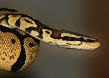 Terrore nel cuore della notte: si sveglia e trova un pitone di 2,5 metri arrotolato sul petto