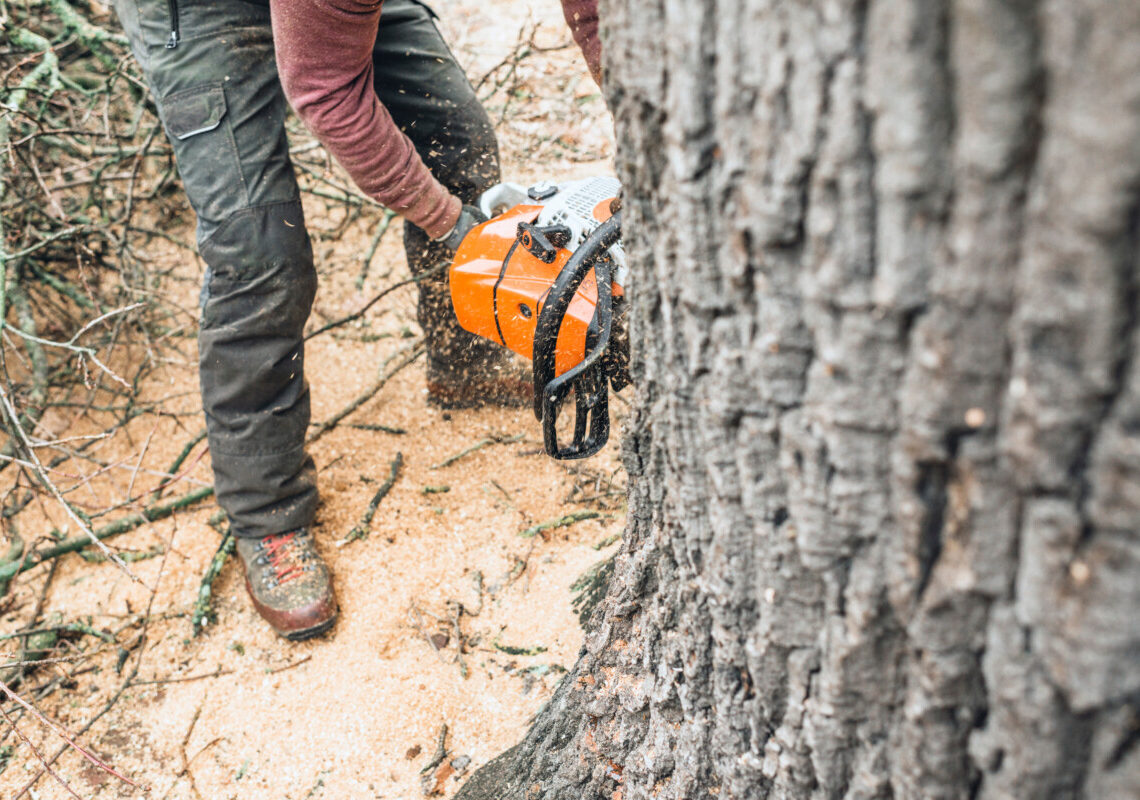 Tragedia nei boschi: albero crolla all’improvviso, uomo finisce scaraventato in un canale