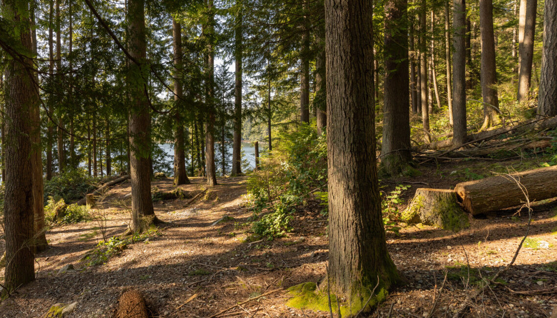 Esce per tagliare la legna, poche ore dopo la tragica scoperta