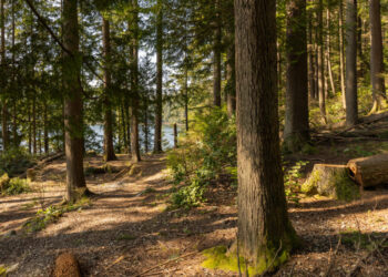 Esce per tagliare la legna, poche ore dopo la tragica scoperta