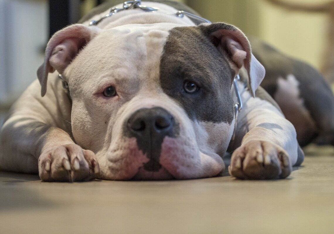 Muore in casa, poi l’orrore: trovano il corpo dilaniato dai suoi pitbull